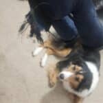 Toughbear 2.0 Designed For Heavy Chewers photo review