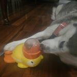 Pet Puzzle Feeder photo review