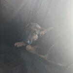 Hard Bottom Car Seat Cover for Dogs photo review