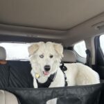 Hard Bottom Car Seat Cover for Dogs photo review