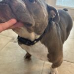  Anti-Bark Dog Collar photo review