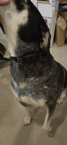  Anti-Bark Dog Collar photo review