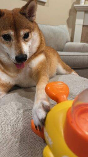 Pet Puzzle Feeder photo review