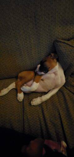 Wickedbone Smart Interactive Pet Toy photo review