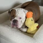 Calming Durable Duck photo review
