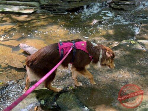 Click to view full screen Climbing Rope Dog Leash photo review