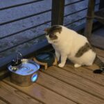 Pet Water Fountain Stainless Steel photo review