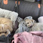 Hard Bottom Car Seat Cover for Dogs photo review
