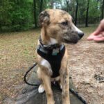 Climbing Rope Dog Leash photo review