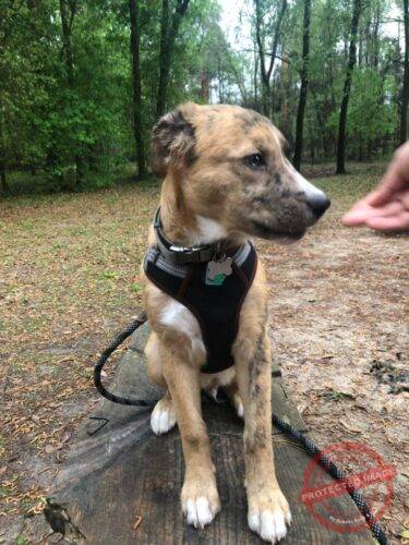 Click to view full screen Climbing Rope Dog Leash photo review