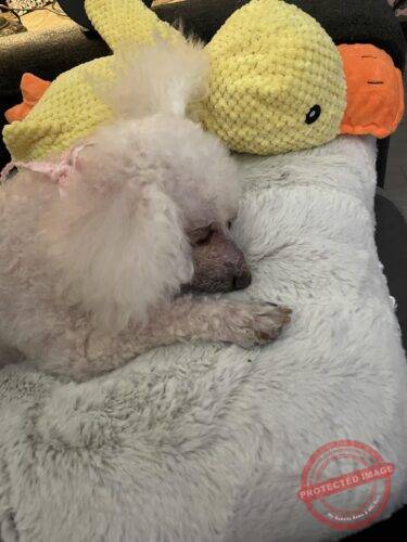 Calming Durable Duck photo review