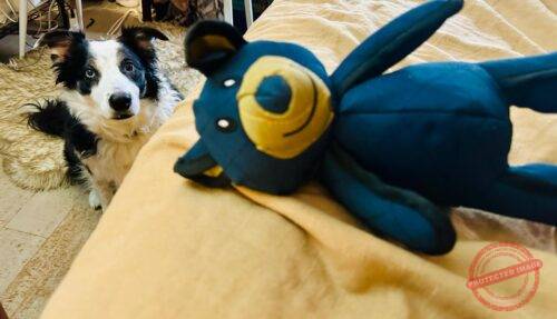 Toughbear 2.0 Designed For Heavy Chewers photo review