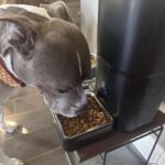 Smart Automatic Pet Feeder with Timed Dispensing photo review