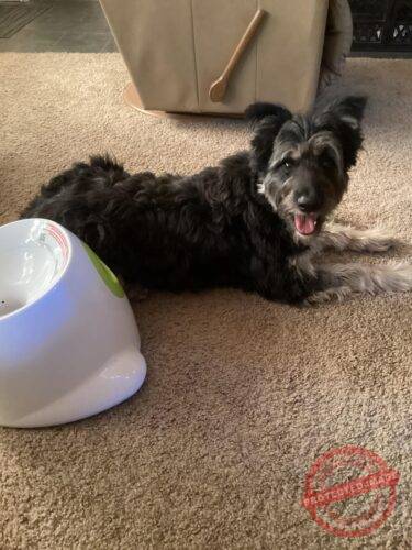 Automatic Dog Ball Launcher photo review