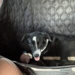 Hard Bottom Car Seat Cover for Dogs photo review