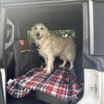 Hard Bottom Car Seat Cover for Dogs photo review