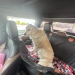 Hard Bottom Car Seat Cover for Dogs photo review