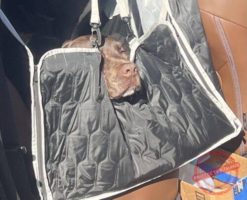 Hard Bottom Car Seat Cover for Dogs photo review