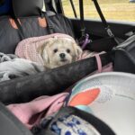 Hard Bottom Car Seat Cover for Dogs photo review