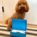 Wickedbone Smart Interactive Pet Toy photo review