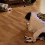 Wickedbone Smart Interactive Pet Toy photo review