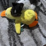 Calming Durable Duck photo review