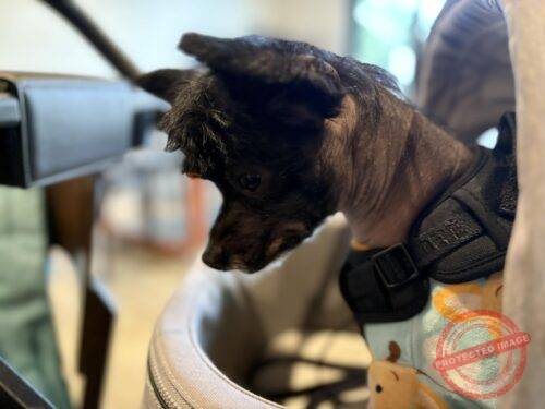 Magnetic Dog Harness photo review