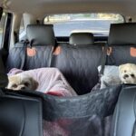 Hard Bottom Car Seat Cover for Dogs photo review