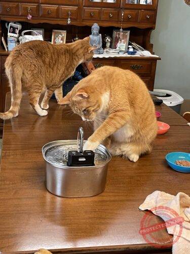 Pet Water Fountain Stainless Steel photo review