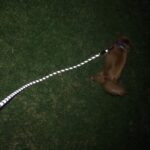 Climbing Rope Dog Leash photo review