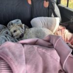 Hard Bottom Car Seat Cover for Dogs photo review