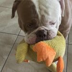 Calming Durable Duck photo review