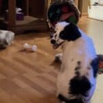 Wickedbone Smart Interactive Pet Toy photo review