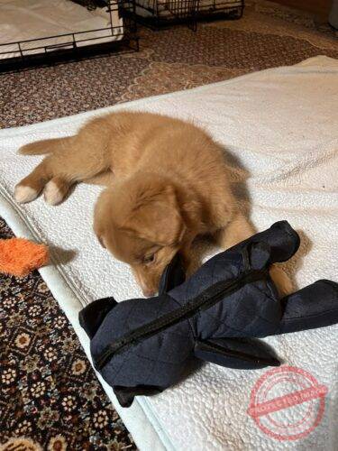 Toughbear 2.0 Designed For Heavy Chewers photo review