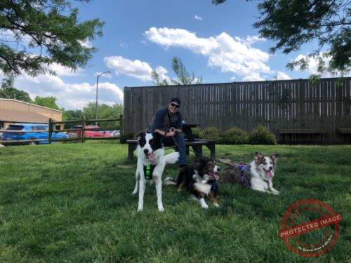 Click to view full screen Climbing Rope Dog Leash photo review