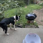 Automatic Dog Ball Launcher photo review