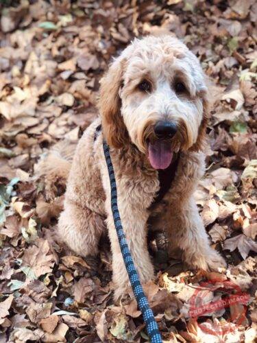 Click to view full screen Climbing Rope Dog Leash photo review