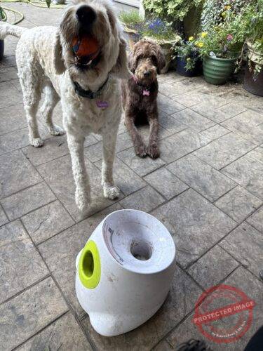 Automatic Dog Ball Launcher photo review