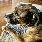  Anti-Bark Dog Collar photo review