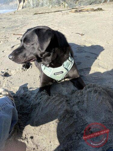 Magnetic Dog Harness photo review