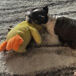 Calming Durable Duck photo review