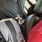 Hard Bottom Car Seat Cover for Dogs photo review