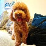 Wickedbone Smart Interactive Pet Toy photo review