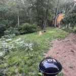 Automatic Dog Ball Launcher photo review