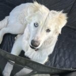 Hard Bottom Car Seat Cover for Dogs photo review