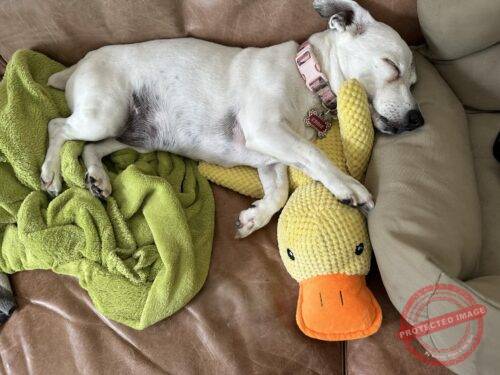 Calming Durable Duck photo review