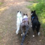 Climbing Rope Dog Leash photo review