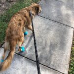 Climbing Rope Dog Leash photo review