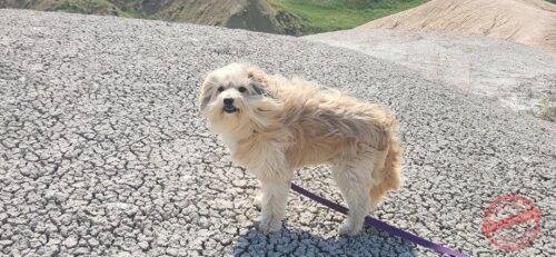  Anti-Bark Dog Collar photo review