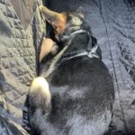 Hard Bottom Car Seat Cover for Dogs photo review